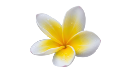 Exotic frangipani bloom glistening with delicate dew drops, showcasing natural beauty and serene calmness perfect for tropical backgrounds