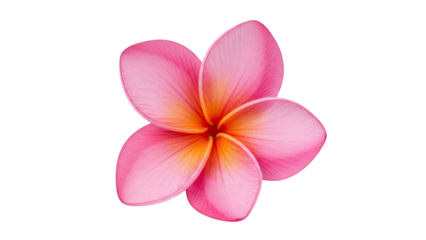 Delicate beauty: A vibrant pink plumeria flower with a gradient of warm tones against a pristine white backdrop showcasing tropical elegance