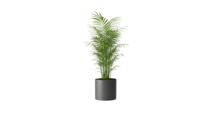 Elegant potted palm showcasing vibrant foliage against a pristine white backdrop illustrating botanical simplicity in a minimalistic composition