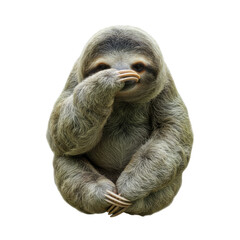 Obraz premium Adorable three-toed sloth covering its face with its paws against a black background