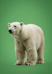 Majestic Polar Bear Portrait
Arctic King