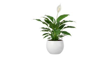 Elegant peace lily plant in a white pot isolated on a clean background, showcasing simple botanical beauty for tranquil interior spaces