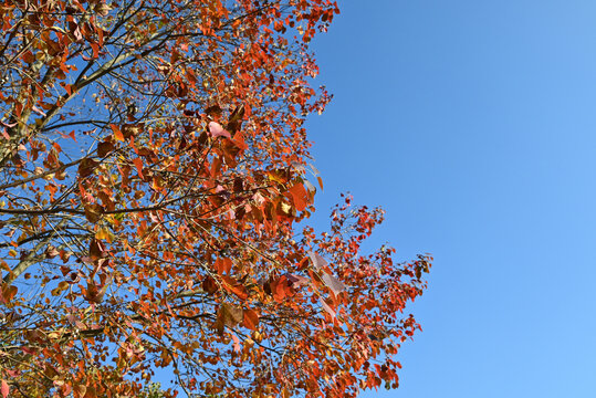 cluster of orange Chinese tallow leaves against blue sky in sunny autumn day