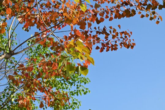 colorful Chinese tallow leaves under blue sky in autumnd day