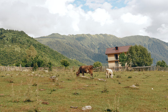 Two horses graze in a tranquil rural pasture with a rustic farmhouse and distant mountains creating a peaceful countryside scene ideal for nature and outdoor lifestyle themes.