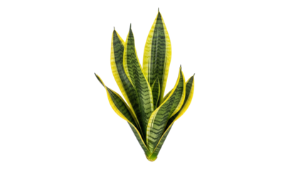 Striking Sansevieria Plant Displaying Its Bold Yellow and Green Variegation on Pure White Backdrop to Highlight its Distinctive Pattern