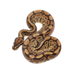 Obraz premium Captivating Ball Python Serpent Coiled Against a Stark Black Background
