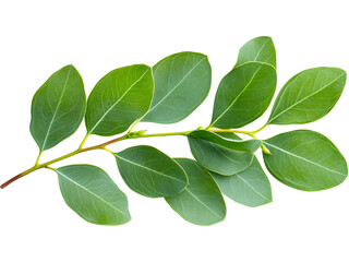Fototapeta premium Eucalyptus branch isolated on transparent background. Perfect for eco, botanical, and organic design.