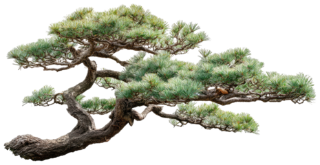 Gnarled pine branch with green needles, isolated