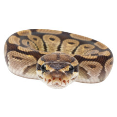 Obraz premium Close up portrait of a ball python snake head and coiled body isolated on black