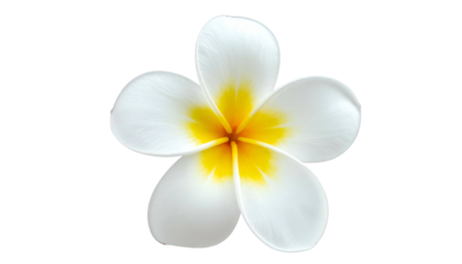 Close-up of a flawless plumeria bloom isolated against a stark black background