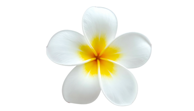 Close-up of a flawless plumeria bloom isolated against a stark black background