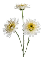 Fototapeta premium Three delicate, white chrysanthemums with yellow centers and green stems, isolated on black