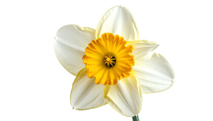 Close-up of a vibrant daffodil, with white petals surrounding a bright yellow center