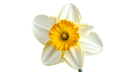Close-up of a vibrant daffodil, with white petals surrounding a bright yellow center