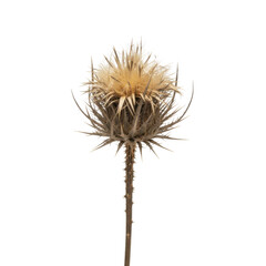 Close-up Macro Shot of a Dried Thistle Flower Against a Stark Black Background