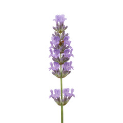 Obraz premium Close-up of a Delicate Lavender Flower Stem Against a Stark Black Background
