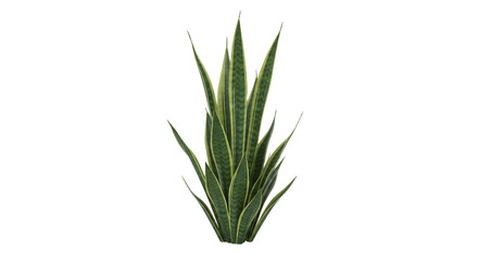 Obraz premium Elegant snake plant on a clean white canvas showcasing its sharp leaves and distinctive foliage making it great for indoor greenery