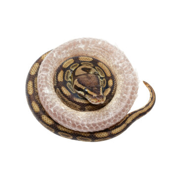 Close-up of a beautiful ball python coiled with intricate scale patterns against a black background
