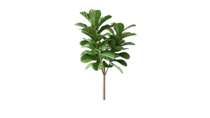 Elegant fiddle leaf fig tree showcasing vibrant green foliage against a crisp white backdrop studio shot revealing indoor botanical charm and
