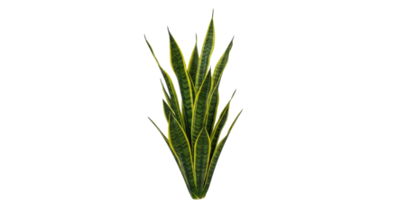 Captivating studio shot of a vibrant snake plant, showcasing its sharp leaves and unique textures creating a focal point for botanical illustration