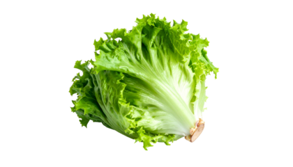 Close-up of crisp, vibrant, green lettuce head against a stark black background