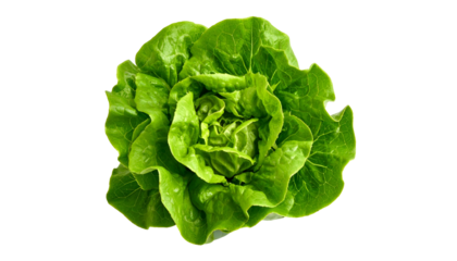 Overhead shot reveals a vibrant, fresh, fully-formed head of green leafy lettuce