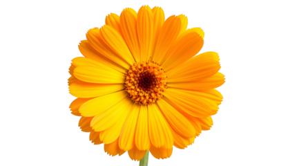 Close-up of a vibrant, bright orange flower with many delicate petals and textured center