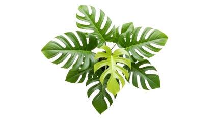Overhead view of a thriving monstera deliciosa plant with vibrant green leaves against a seamless white backdrop offering a clean minimalistic