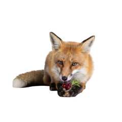 Obraz premium Close-up portrait of a wild red fox with bright eyes eating red berries on a black background