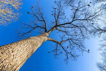 Fototapeta premium Looking Up at a Tall Tree with Bare Branches and Blue Sky