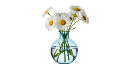 Delicate daisies in a serene blue vase, radiating purity and natural elegance, a refreshing botanical display offering a touch of tranquility