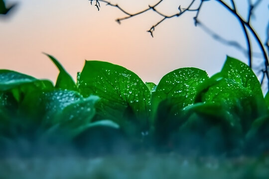 Close up of vibrant green leaves with dew drops glistening in soft morning light with delicate branches silhouetted against a hazy sky