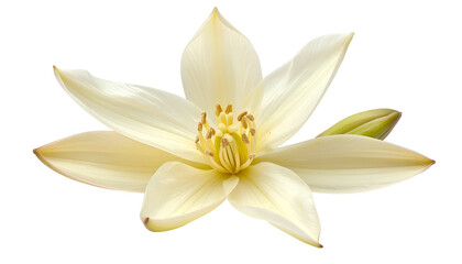 Close-up of a delicate cream-colored flower with multiple petals and a central cluster of stamens