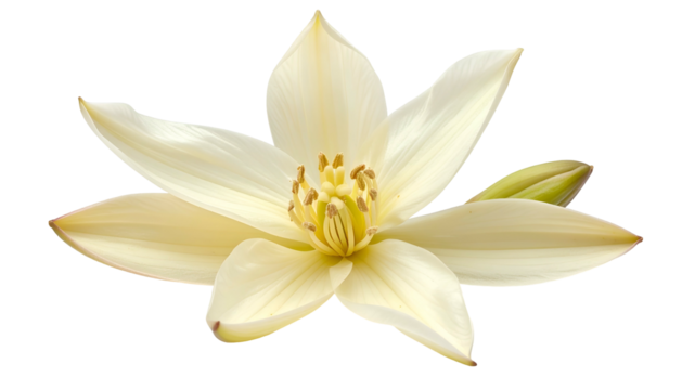 Close-up of a delicate cream-colored flower with multiple petals and a central cluster of stamens