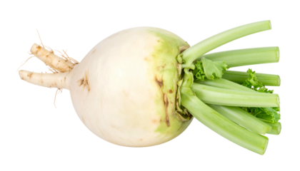 Close-up of a white, round root vegetable with attached green stems and leaves
