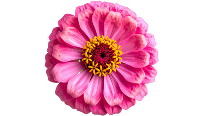 Close-up of a vibrant pink flower with yellow center on a stark black background