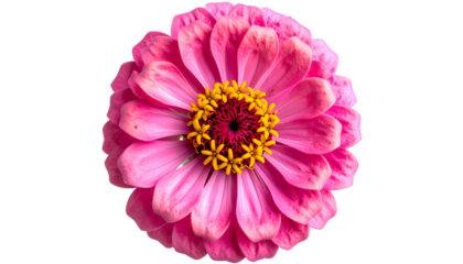 Close-up of a vibrant pink flower with yellow center on a stark black background