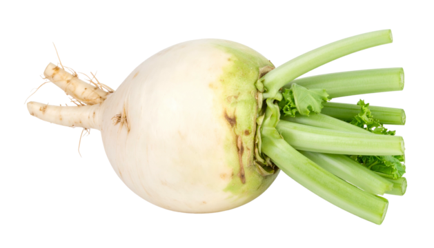 Close-up of a white, round root vegetable with attached green stems and leaves