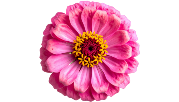 Close-up of a vibrant pink flower with yellow center on a stark black background