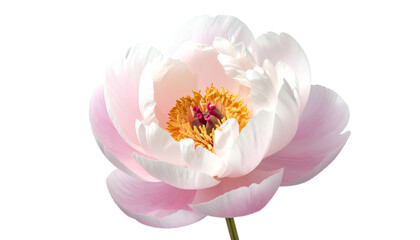 Obraz premium Close-up of a delicate, soft-pink and white flower with a vibrant yellow center (1)