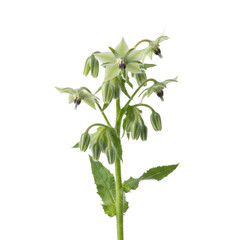 Delicate Borage Flower with Green Petals and Budding Flowers on Black Background
