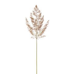 Obraz premium Delicate dried plant stalk with sparkling glitter on a stark black background