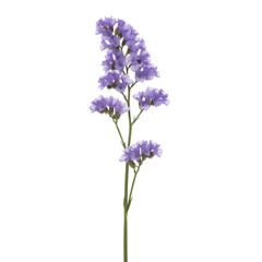 Fototapeta premium Delicate Lavender Sprig of Statice Flowers Isolated on a Stark Black Background