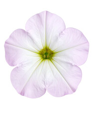 Obraz premium Overhead studio shot of a delicate, five-petaled flower against a stark black background