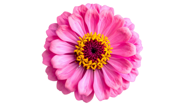 Close-up view of a vibrant, pink flower with yellow center, set against a solid black backdrop