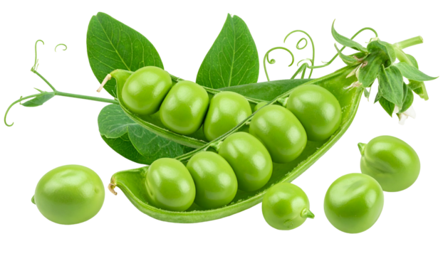 Close-up of open pod displaying plump, vibrant green peas, leaves, and a twirling stem