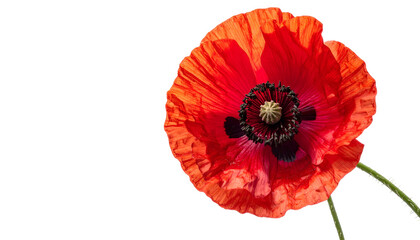 Vivid, isolated blossom with vibrant red petals and dark center against a black backdrop