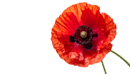 Vivid, isolated blossom with vibrant red petals and dark center against a black backdrop