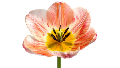 Close-up of a vibrant tulip blossom revealing intricate petals, stamen, and a vivid yellow center